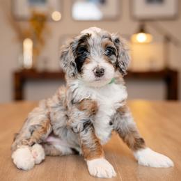 Girl 1 - Blue merle female Bernedoodle puppy in Chandler, Arizona from Phoebe's Bebies