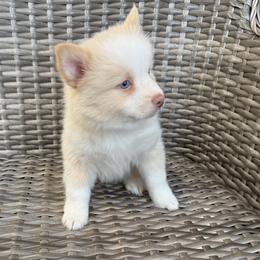 Honey - White male Pomsky puppy in Hudson, New Hampshire from Granite State Pomskies