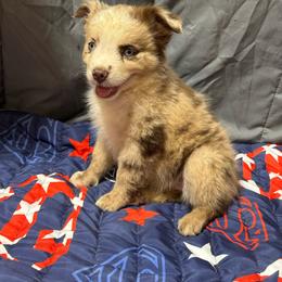 Merle female 2 - Red merle female Miniature Australian Shepherd puppy in Lemon Cove, California from Magic Ranch Mini Aussies