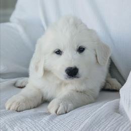 Boy 2 Black - White male Great Pyrenees puppy in Yakima, Washington from Naches Heights Ranch