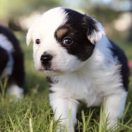 Ukon - Black tri male Miniature Australian Shepherd puppy in Weatherford, Texas from Ridgestar Aussies