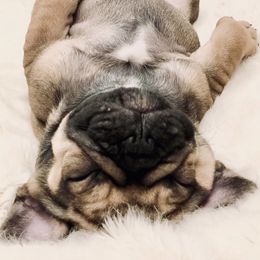 French Bulldogs from Moon Doggie Frenchie