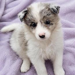 Female 1 - White and blue merle female Border Collie puppy in Shell Knob, Missouri from Stoneridge Kennel