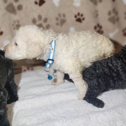 Poodle Puppies from Blue Paws Kennel