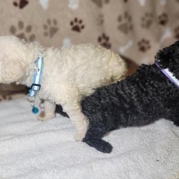 Poodle Puppies from Blue Paws Kennel