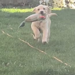 Labrador Retriever Puppies from Wild Feather Hunting Dogs