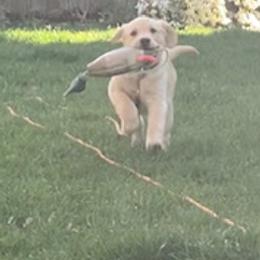 Labrador Retriever Puppies from Wild Feather Hunting Dogs