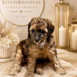 Tito - Sable male Goldendoodle puppy in Willacoochee, Georgia from Kitandkboodle's Doodles