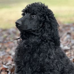 Elvira(Trained) - Black Poodle puppy in North Carolina from The Silver Collar