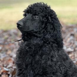 Elvira(Trained) - Black Poodle puppy in North Carolina from The Silver Collar