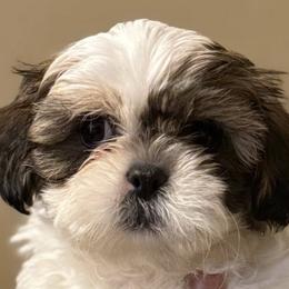 Poodles and Shih Tzus from PureBreedsKC