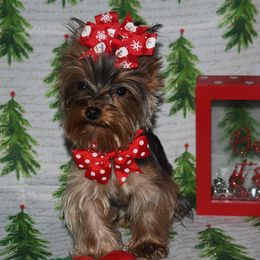 Violet - Black and gold Yorkshire Terrier puppy in Maple Heights, Ohio from Yorkiesllc
