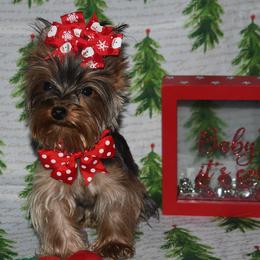 Violet - Black and gold Yorkshire Terrier puppy in Maple Heights, Ohio from Yorkiesllc