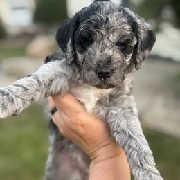 Orange - Merle female Goldendoodle puppy in Mc Cutchenville, Ohio from Dawn's Doodles