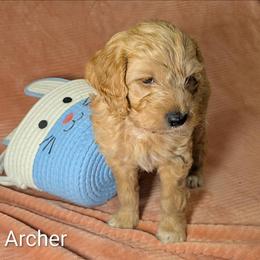 Archer - Golden male Cockapoo puppy in Sunset, Louisiana from Cano Cockapoos