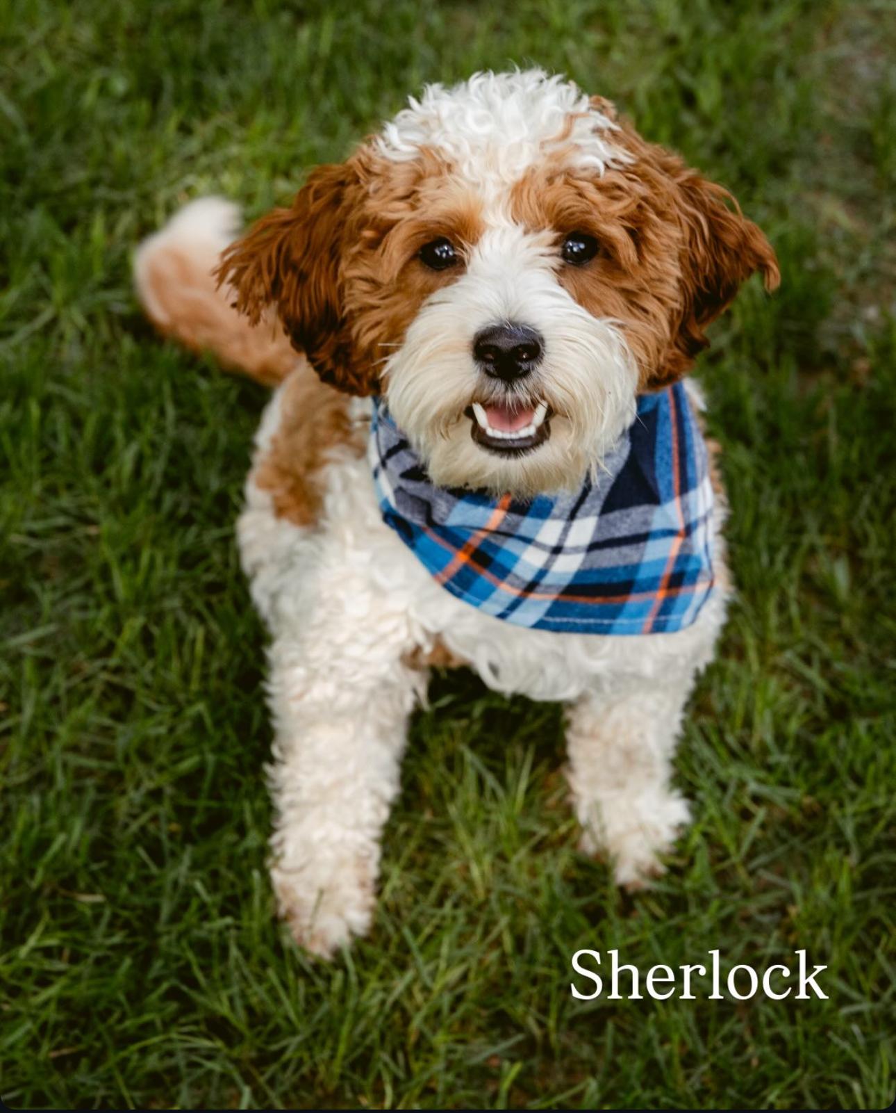 Sherlock
