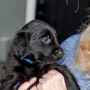 Boy 1 Blitzen - Black Flat-Coated Retriever puppy in Petaluma, California from Quail Run Flat-Coated Retrievers