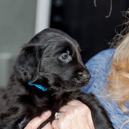 Boy 1 Blitzen - Black Flat-Coated Retriever puppy in Petaluma, California from Quail Run Flat-Coated Retrievers