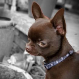 Chihuahuas from Coal Creek Chihuahuas