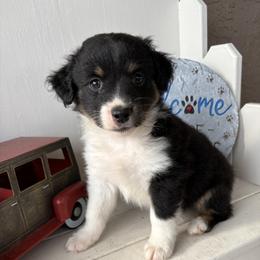 Clover - Black tri male Miniature Australian Shepherd puppy in Port Saint Lucie, Florida from Charlene Brannon's Mini Australian Shepherds