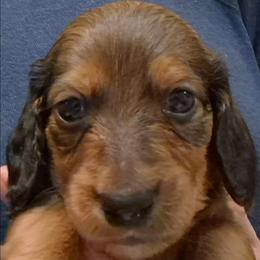 Buddy - Sable male Dachshund puppy in Bangs, Texas from Lickin'bach Miniature Dachshunds