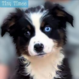 Tiny Timee - Black tri male Miniature Australian Shepherd puppy in Punta Gorda, Florida from Christie's Creekside Aussies