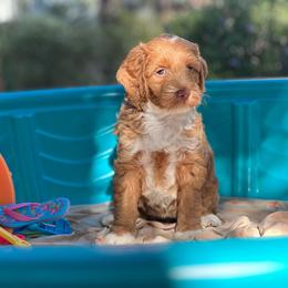 Petra - Brown female Double Doodle puppy in Los Angeles, California from Deane’s Double Doodles