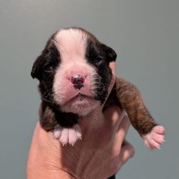 Euro boy 1 - Brindle male Boxer puppy in Campbellsville, Kentucky from Bellbox German Boxers