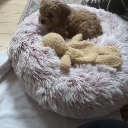 Cavapoo All Grown Up from K & T Cavapoo