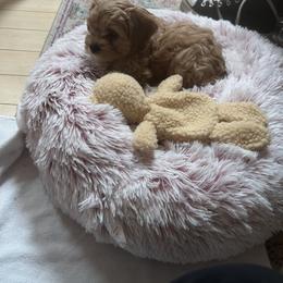 Cavapoo All Grown Up from K & T Cavapoo