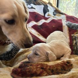 Rattle - Cream female Dachshund puppy in Tahlequah, Oklahoma from Love Some Dogs Dachshunds & Cavalier King Charles Spaniels,Cavapoos