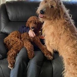 Goldendoodles and Poodles from Howling Heights