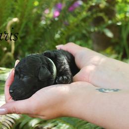 Paris - Black female Poodle puppy in Eugene, Oregon from Mount Zion Kennels