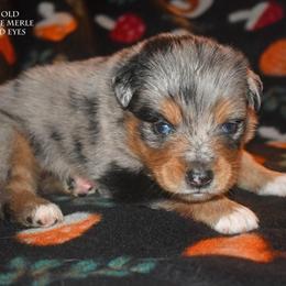 Atlas - Blue merle male Miniature Australian Shepherd puppy in Patterson, North Carolina from DreamLine Aussies