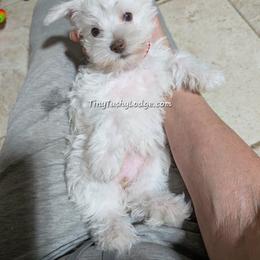 AKC red collar tiny tot - White female Miniature Schnauzer puppy in Greencastle, Indiana from Tiny Tushy Lodge