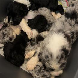 Aussiedoodle, Australian Shepherd, and Catahoula Leopard Dog Puppies from C&S Kennels