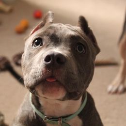 American Bully Puppies from Black Coal Bullies