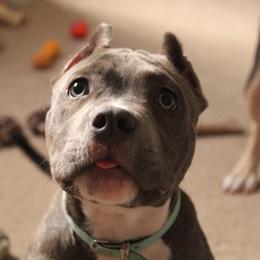 American Bully Puppies from Black Coal Bullies