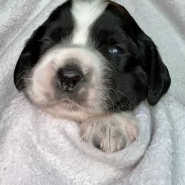 4 - Black and white female English Springer Spaniel puppy in Natural Bridge, Virginia from Sara's English Springer Spaniels