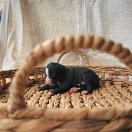 Mark of magic - White and black male Italian Greyhound puppy in Waianae, Hawaii from Makanalani Yorkies and Iggys