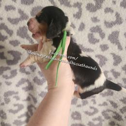 Green collar - Black white and brown male Basset Hound puppy in Alton, Illinois from Show Me Great Danes and Basset Hounds