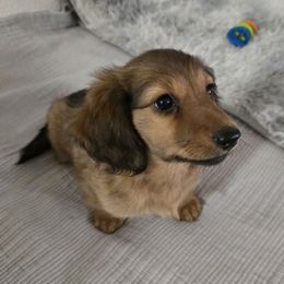 Reef - Red male Dachshund puppy in Tonopah, Arizona from Desert Diamond Dachshunds
