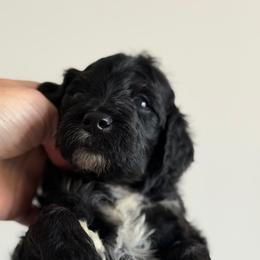 Dolphin - Black male Goldendoodle puppy in Redmond, Oregon from Bourbon and Lace Doodles