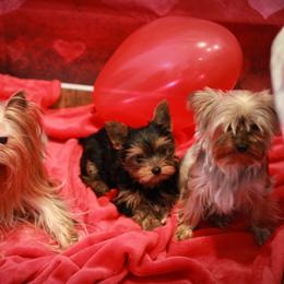 Yorkshire Terrier Puppies from Essence of Grace Yorkies