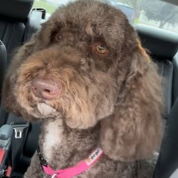 Maddy - Goldendoodle