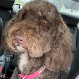 Maddy - Goldendoodle