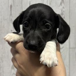 Holly - Piebald female Dachshund puppy in Portsmouth, Ohio from Tygart Creek Dachshunds