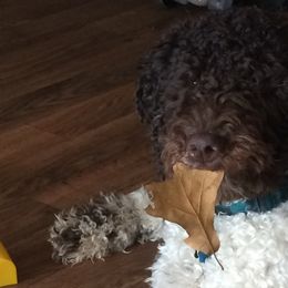 Miniature Schnauzers and Poodles from Bits & Bytes Farm