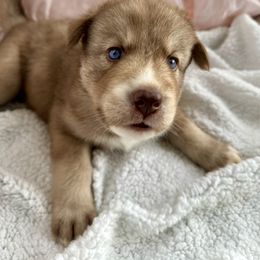 Siberian Husky Puppies from Southern Siberian Huskies of SW Florida