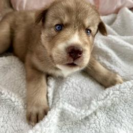Siberian Husky Puppies from Southern Siberian Huskies of SW Florida